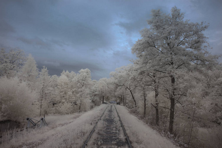 国家 自然 森林 瑞典 轨道 寒冷的 美丽的 旅行 冬天