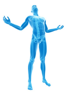 医疗保健 脊柱 解剖 男人 人类 科学 解剖学 骨架 插图
