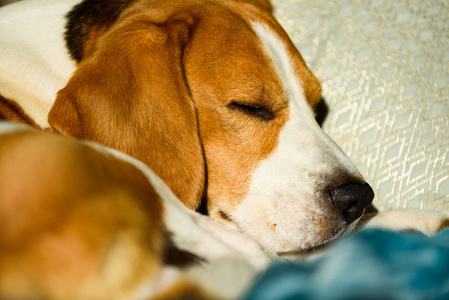 小猎犬在明亮的室内睡觉。宠物在家的概念