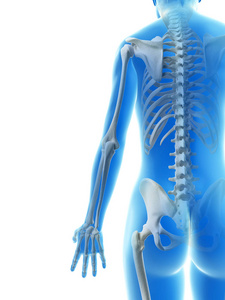 身体 肱骨 女人 透明的 科学 人类 插图 骨骼 生物学