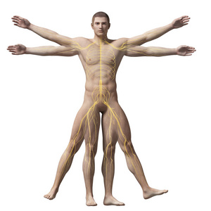 男人 神经 艺术品 健康 科学 解剖学 人类 生物学 三维