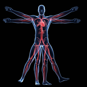 解剖 男人 艺术 解剖学 健康 人类 生理学 生物学 三维