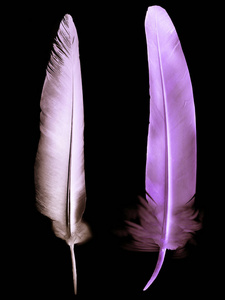 Beautiful color feather isolated on black 