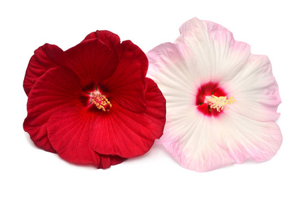 Two pink and red hibiscus flowers isolated on white background. 