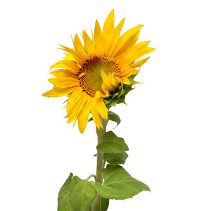 开放的半向日葵花孤立的白色背景.g厂照片