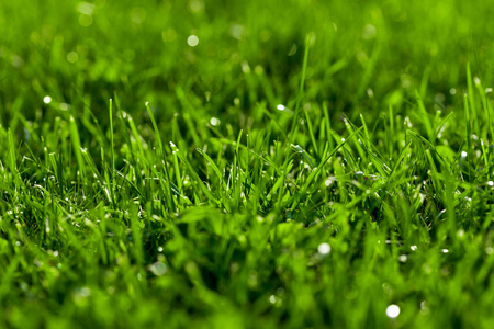 靠近绿色草坪,清新湿润.美丽的纹理与波基和太阳耀斑.照片