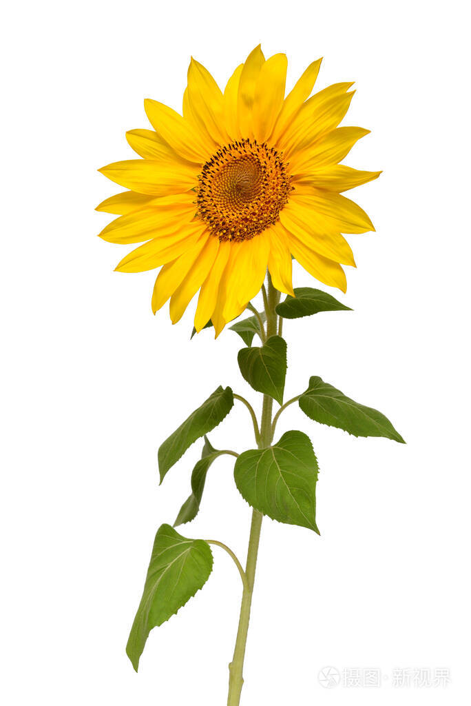 白色背景上孤立的向日葵花种子和油