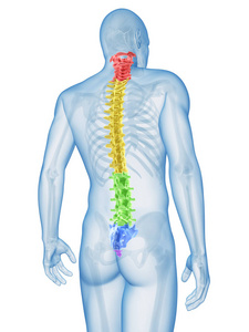 插图 三维 健康 身体 腹部 骨架 男人 透明的 人类 系统