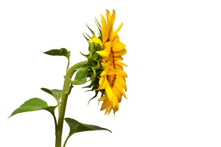 封闭了向日葵向日葵在白色的背景下变成了孤立的侧面.太阳symb照片