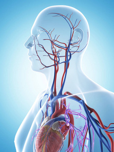 动脉 身体 生物学 三维 解剖 静脉 人类 致使 科学 插图