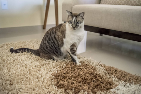 动物 繁殖 猫科动物 眼睛 毛皮 斑猫 自然 可爱的 毛茸茸的