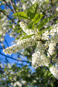 花园 天空 特写镜头 分支 太阳 季节 花瓣 植物 夏天