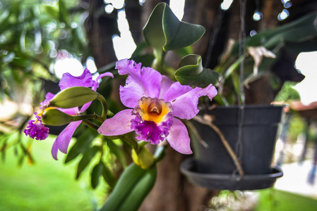 植物 开花 植物区系 自然 粉红色 美丽的 紫色 夏天 特写镜头