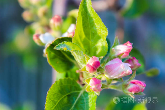 盛开 农业 前进 水果 植物 植物学 樱桃 美丽的 新的