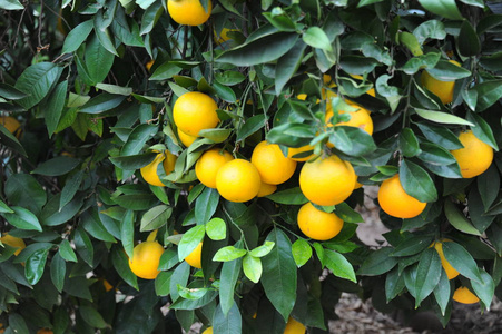 酸的 西班牙 柑橘 普通话 生长 水果 橘子 甜的 分支