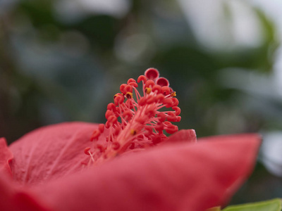 美女 花园 花的 玫瑰 花瓣 颜色 特写镜头 开花 夏天