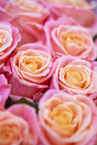 美丽的 浪漫的 婚礼 自然 玫瑰 春天 花的 特写镜头 浪漫