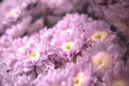 颜色 花的 花瓣 植物 紫色 春天 粉红色 季节 美女 花束