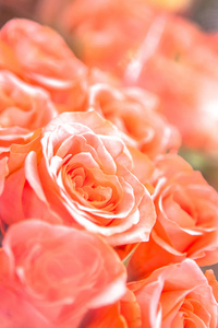 植物 浪漫的 庆祝 特写镜头 美女 自然 美丽的 花的 浪漫