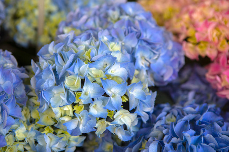 季节 绣球花 美丽的 盛开 植物区系 植物学 特写镜头 公园