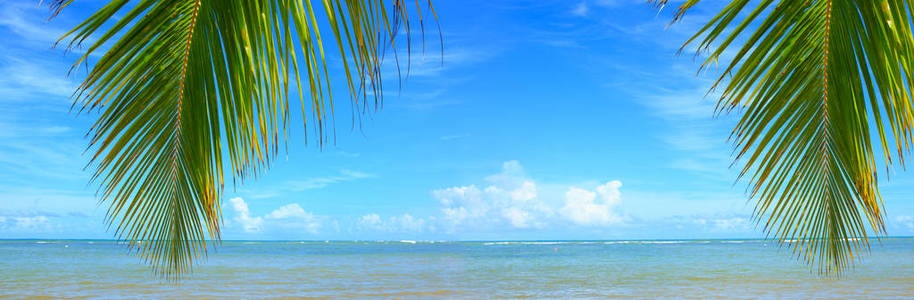 棕榈树枝和加勒比海。旅行背景。