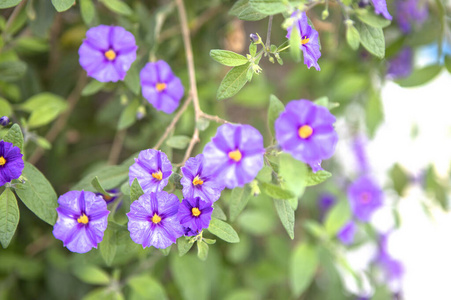 美丽的 紫罗兰 花瓣 夏天 花的 特写镜头 草本植物 季节