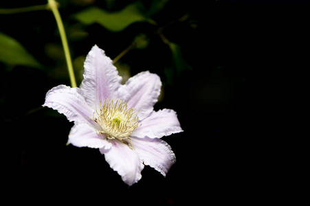 植物学 花的 美丽的 植物 盛开 自然 春天 颜色 夏天