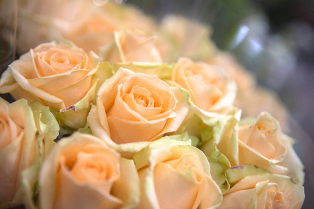 礼物 夏天 特写镜头 花的 自然 庆祝 婚礼 植物 浪漫