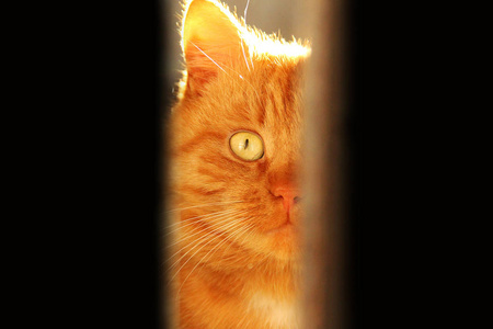 一只漂亮的姜黄色的猫正透过门缝往外看.体育课照片
