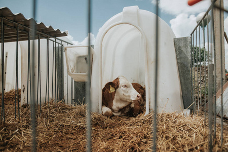 很多奶牛在巨大的农场里吃着干草，农业概念