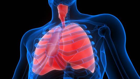 系统 生物学 照顾 信息图表 气囊 成人 生理学 骨架 呼吸