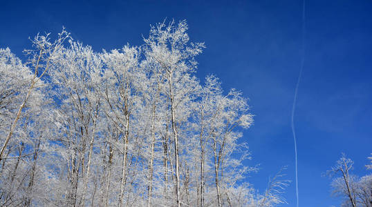 森林 植物 冬天 公园 自然 十二月 寒冷的 美女 美丽的