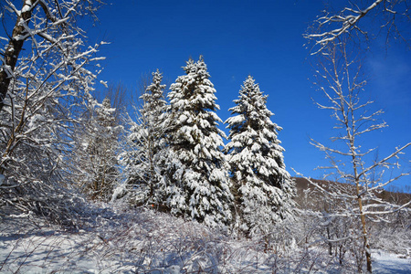 自然 冬天 场景 风景 美女 冷杉 松木 圣诞节 季节 木材