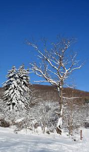 风景 木材 分支 季节 场景 自然 美女 公园 寒冷的 旅行