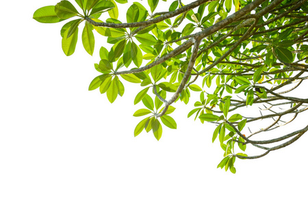 Green branches of leaves border 