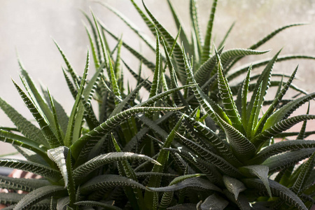 植物区系 颜色 植物 花园 树叶 夏天 环境 美丽的 公园