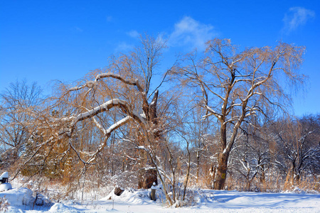 天空 风景 天气 自然 美女 森林 公园 冷冰冰的 季节