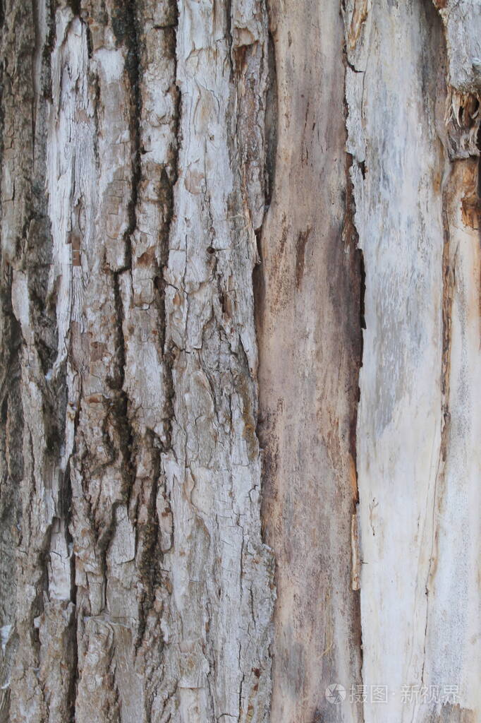 陈旧的灰色裂纹木材树皮纹理树干