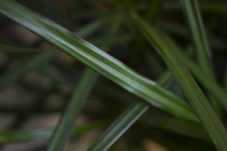 植物 棕榈 树叶 花盆 纹理