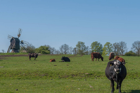在瑞典一个阳光明媚的日子里，草地上的奶牛。