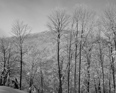 森林 美丽的 分支 木材 滑雪 冬天 风景 公园 领域 自然