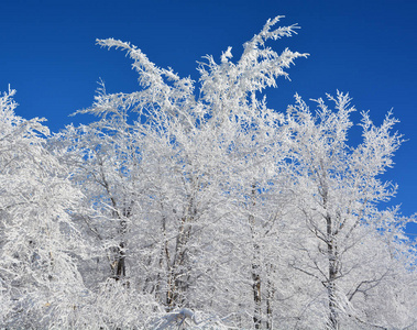 一月 白霜 冷冰冰的 森林 美女 冬天 天气 雪花 十二月