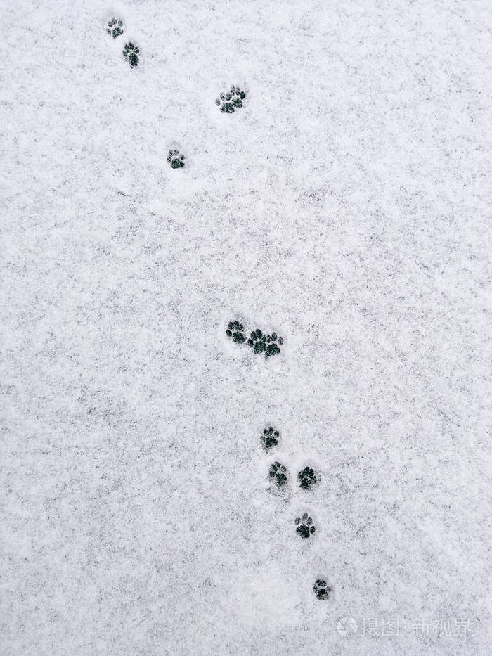 猫在刚落下的雪中留下足迹极简主义的本质