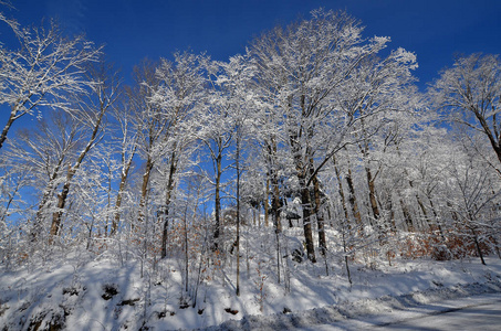 一月 寒冷的 冬天 太阳 木材 天气 白霜 公园 美女 分支
