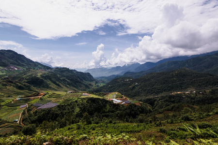 太阳 大米 自然 植物 风景 稻田 天空