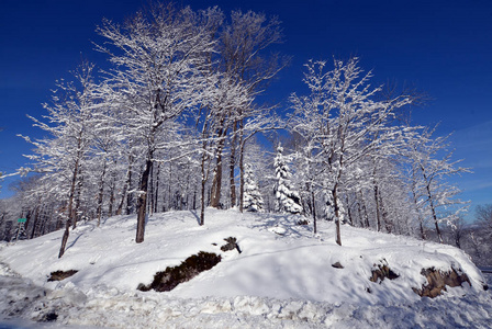 寒冷的 自然 冬天 旅行 季节 圣诞节 木材 分支 冷杉
