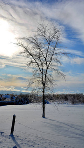 公园 风景 旅行 分支 自然 天空 冬天 冷冰冰的 美丽的