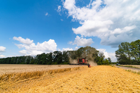 Combine harvester harvesting wheat on sunny summer day. Harvest 