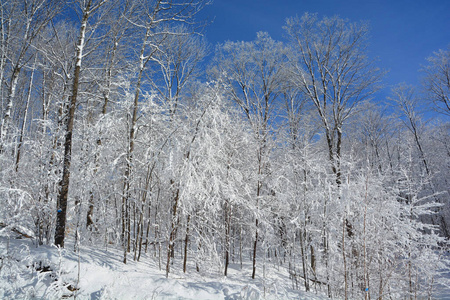 森林 一月 木材 冬天 圣诞节 美丽的 寒冷的 风景 场景