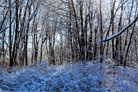 自然 天空 木材 美女 风景 冬天 寒冷的 环境 美丽的